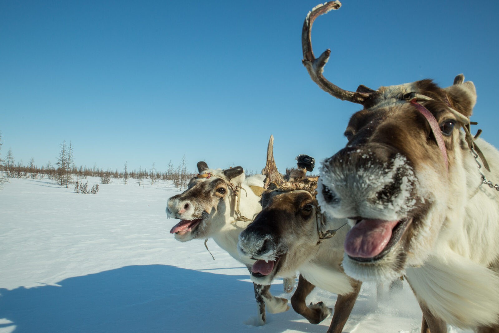 Кинособытия VI Arctic open пройдут на 18 площадках в пяти городах Архангельской области