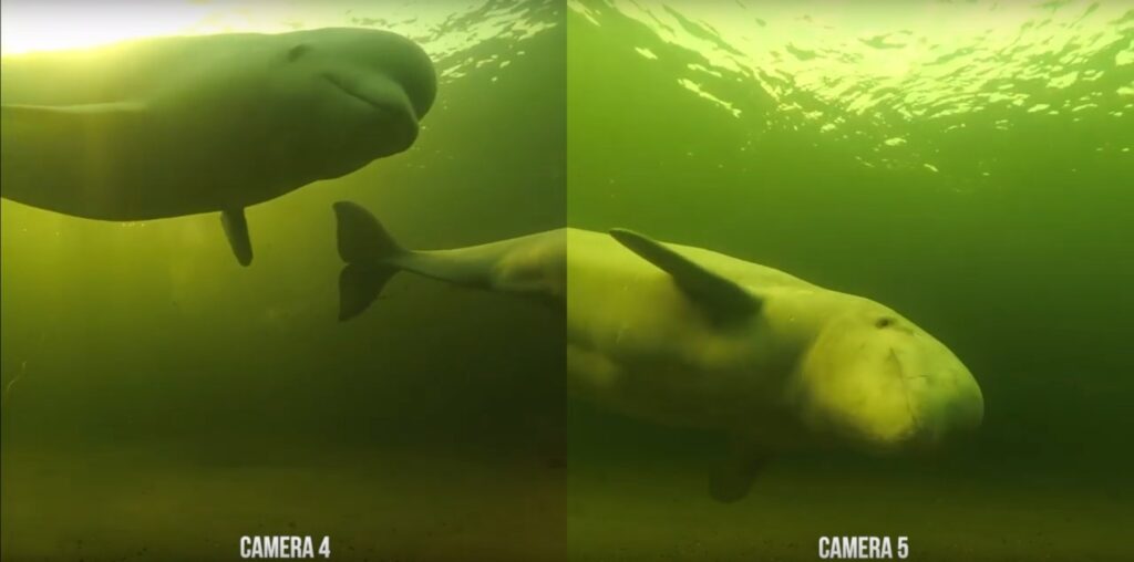 The Underwater World of the Beluga Whales